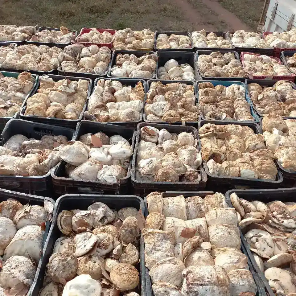 Transforme seu seringal em uma fonte de renda sustentável