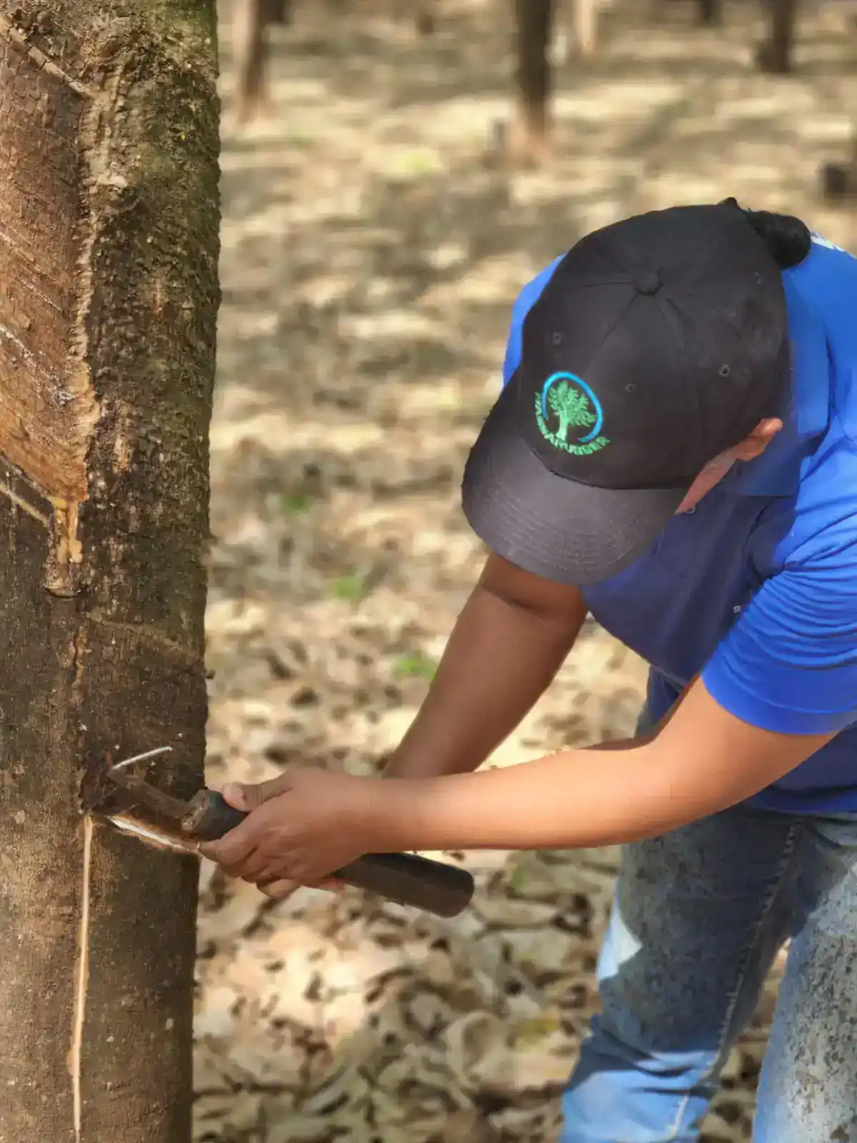 Suporte especializado para otimizar seu seringal